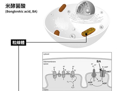 米酵菌酸中毒罕見  醫：致命需天時地利勿恐慌