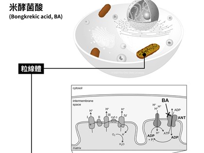 米酵菌酸攻擊細胞粒線體致死率高 留意這些事免恐慌