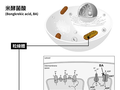 農糧署：米酵菌酸與米無直接相關 國產米可安心吃