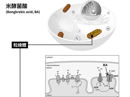 早安世界》寶林茶室食物中毒案累積21例 2死6重症均檢出米酵菌酸