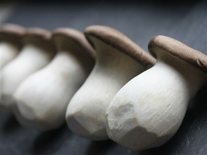 農業部嚴正澄清：台灣木耳、杏鮑菇未曾驗出米酵菌酸