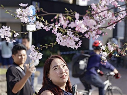 東京破28度創150年來3月最高溫 高知染井吉野櫻盛開