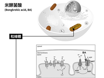 米酵菌酸改名邦克列酸避免米製品污名化 衛福部擬預防指引