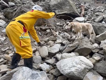 搜救犬Roger砂卡礑步道尋獲罹難者 太活潑不適合緝毒轉職立功[影]