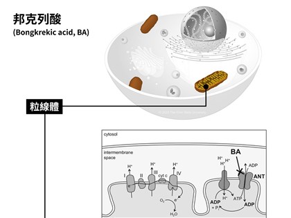 網傳腸粉河粉等食材易產生邦克列酸 學者:不常見免恐慌