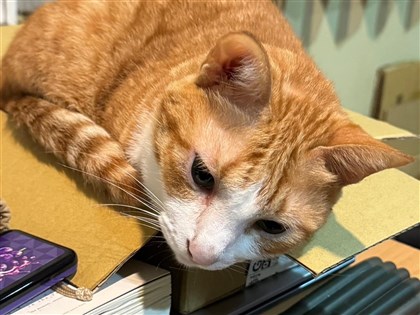 花蓮地震天王星罹難康老師「貓咪」現蹤 現場播貓叫聲誘捕