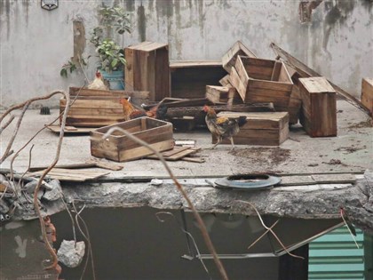 天王星大樓拆除發現雞 網友太熱心叫外送青菜要餵雞