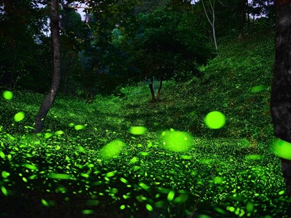 天氣少雨東勢林場螢火蟲大爆發 每晚可見20萬隻