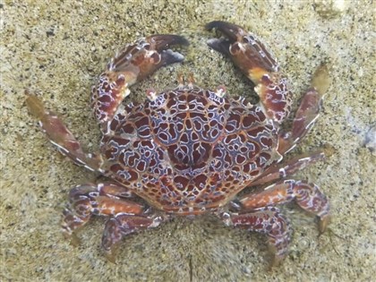 劇毒銅鑄熟若蟹罕見現身澎湖巷道 專家研判可能意外被撈上岸