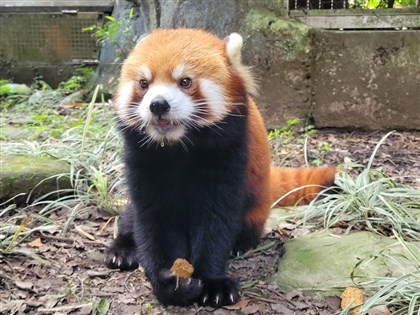 個性穩不挑食 北市動物園小貓熊「可頌」赴日相親