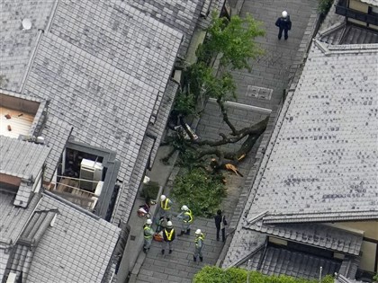 日本京都百年櫻花樹傾倒 62歲高中老師遭壓重傷