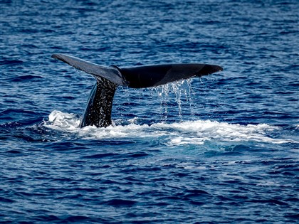 民眾海外旅遊摸抹香鯨惹議 海保署：違法又傷害生態