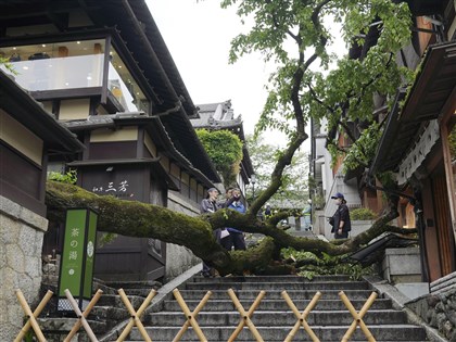 日本京都清水寺旁產寧坂 櫻花樹傾倒壓傷一人