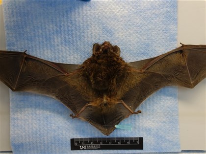 新北蝙蝠檢出麗沙病毒 疾管署提醒人畜共通風險