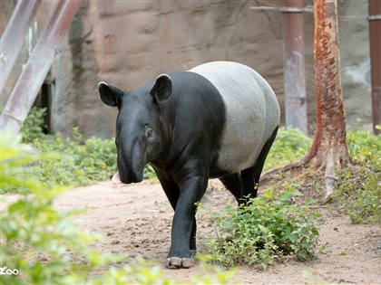 馬來貘「貘莉」又懷孕  北市估6月喜迎新生命