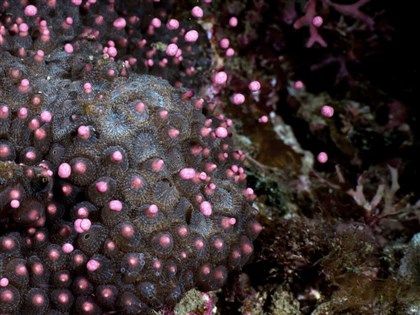 「媽祖生」墾丁珊瑚產卵高峰 海生館晚間兩時段直播
