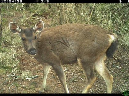 48萬野生動物照片記錄生態變化 台灣黑熊、水鹿分布範圍都變廣