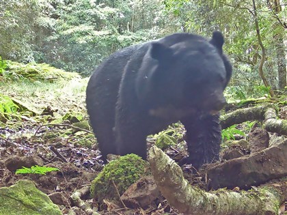 玉山台灣黑熊族群增長擴散 4個半月11筆通報瓦拉米步道最多