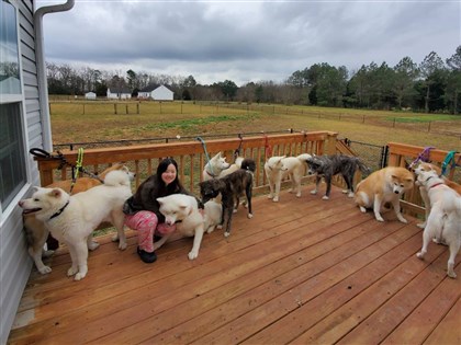 為台灣老弱流浪狗續命 美籍護理師跨海認養21隻秋田犬