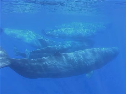 抹香鯨會溝通 研究：如摩斯密碼 抑揚頓挫有一套