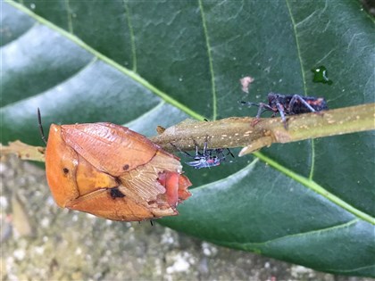 荔枝椿象炸來吃？ 食藥署：非法定可食昆蟲