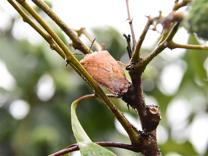 林業署活動炸荔枝椿象 食藥署：若當食材販賣貯存最高罰2億