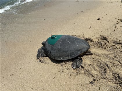 綠蠵龜回小琉球產卵 海保署裝發報器掌握洄游動態