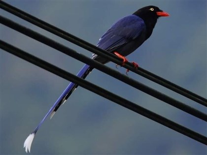 台灣藍鵲繁殖期 新北動保籲經過育雛區戴帽撐傘