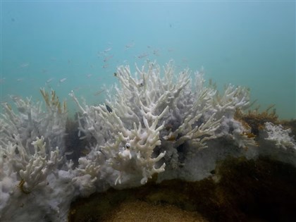 全球珊瑚礁白化擴大又加深 擴及62國家與地區