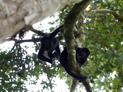 熱浪來襲吼猴相繼死亡 墨西哥調查矛頭指向極端高溫