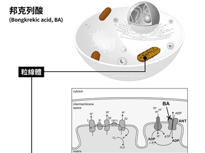 寶林茶室案造成4死 邦克列酸6月起納稽查項目