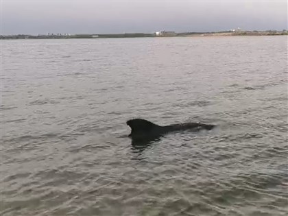 1脫隊鯨豚誤入大鵬灣 救援團體籲民眾勿觸摸騷擾
