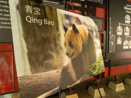 中國大貓熊年底前重返美動物園 貓熊外交邁入新時代