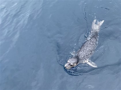 基隆外海出現野生海豹  海科館：實屬罕見