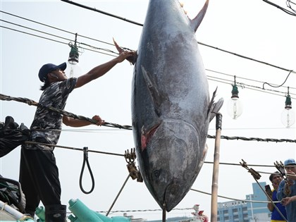 黑鮪12日起停止捕撈 漁業署：若超額恐使下年度配額遭扣減