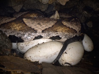 全球首公開台灣野外百步蛇護卵全程 林業署：蛇類也有倫理之愛