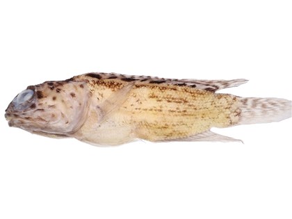 澎湖寒害新魚種 近期發表「冷鋒後頷鱚」