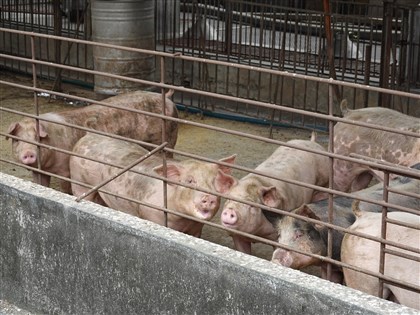 農業部將申請豬瘟非疫區 有望成亞洲唯一「三大豬病非疫區」國家