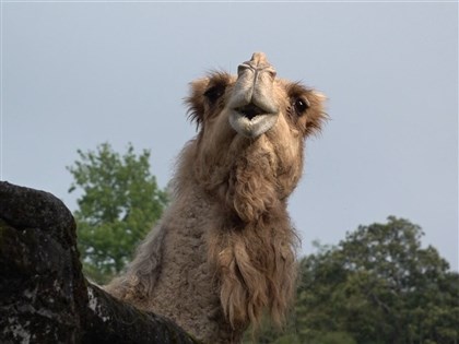 園內僅存單峰駱駝「玉葉」26歲去世 北市動物園感謝多年陪伴