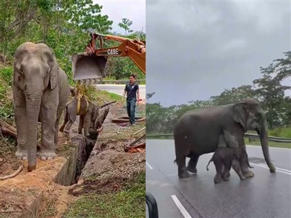 影片／馬來西亞象寶寶失足跌溝渠 網友大讚動保人員急救援