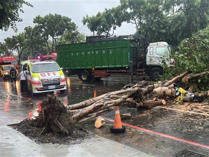 颱風凱米來襲 高雄婦騎車遭倒塌路樹壓傷命危