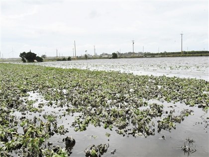 彰化農損 鄭麗君：列全品項救助、從寬從速辦理