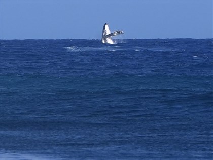 奧運衝浪賽驚現不速之客 鯨魚躍出海面搶走焦點