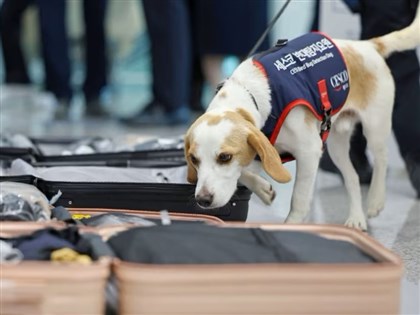 臭蟲檢疫犬進駐仁川機場 避免床蝨隨旅客入境韓國