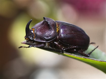 哥倫比亞解決垃圾問題新策略 請甲蟲出馬成本低還能創造收入