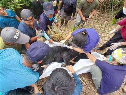 台灣黑熊現蹤卑南部落附近 受困套索疑熱衰竭死亡