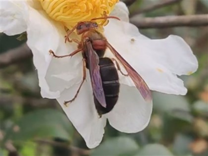 遇虎頭蜂攻擊怎麼辦？醫：儘快離開、清洗傷口再冰敷