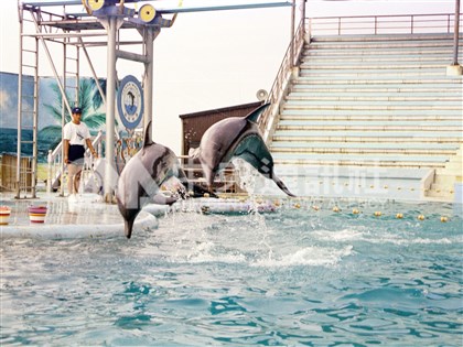 海陸保育動物禁表演 鯨豚秀將走入歷史台灣動保揭新頁