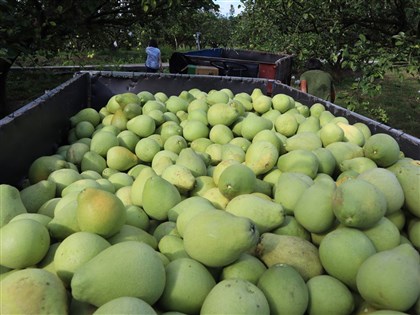 中國開放台灣文旦輸入 學者：政治操作明顯