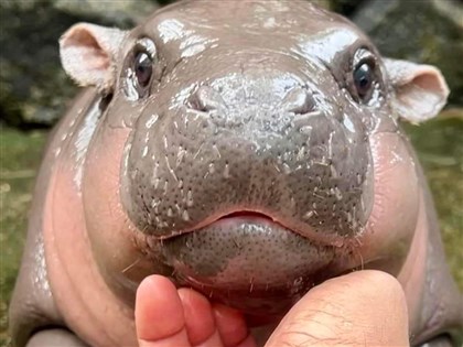 泰國小河馬「彈跳豬」有個性爆紅 網友製迷因圖開維基百科[影]